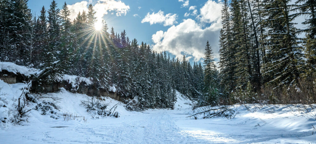 Outdoor scenery of trees and sky in Alberta on a sunny, winter day.